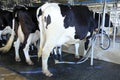 Dairy milking cow