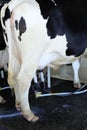 Dairy milking cow