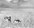 Dairy Pasturing Holstein Friesian black and white cows in a grassy field. Summer Rural scene. Alpine background. Watercolor Royalty Free Stock Photo