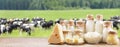 Dairy products. Bottles of milk, cheese, cottage cheese, yogurt, butter on meadow of cows background