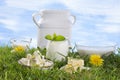 Dairy products on the grass Royalty Free Stock Photo