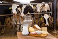 Dairy products - milk, cheese, cottage cheese on the background of cows in barn Royalty Free Stock Photo