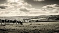 dairy silage cows