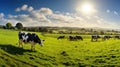 dairy silage cows