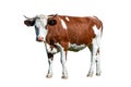 Dairy white and brown cow