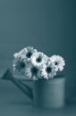 Daises in Black and White Royalty Free Stock Photo