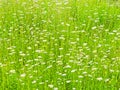 Close up of flowering daisies and meadow grass in the morning sun Royalty Free Stock Photo