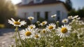 daises in front of a house