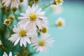 Daises Royalty Free Stock Photo