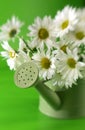 Daises in watering can Royalty Free Stock Photo