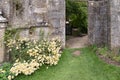 Daisey around the garden door.