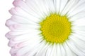 Daisie Royalty Free Stock Photo