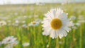 Daisie in a field sway in the wind. Nature beauty concept. Daisy meadow. Macro view.