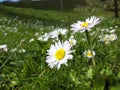 Daisies Royalty Free Stock Photo