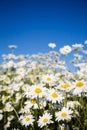 Daisies