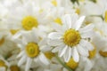 Daisies Royalty Free Stock Photo