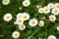 Daisies