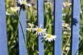 Daisies against a blue wooden fence