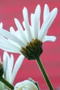 Daisies against a red background Royalty Free Stock Photo