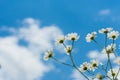 Daisies on a background of bright blue sky. The concept of serenity, simplicity and minimalism