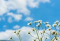 Daisies on a background of bright blue sky. The concept of serenity, simplicity and minimalism