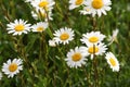 Daisies Royalty Free Stock Photo