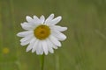 Daisies Royalty Free Stock Photo