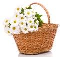 Daisies in basket Royalty Free Stock Photo