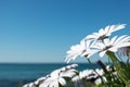 Daisies by the beach Royalty Free Stock Photo