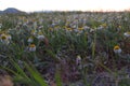 Daisies On The Beach At Sunset Royalty Free Stock Photo