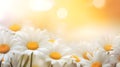 Daisies on a beautiful light background