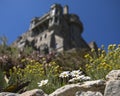 Daisies in Bloom at St. Michaels Mount in Cornwall, UK Royalty Free Stock Photo