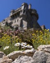 Daisies in Bloom at St. Michaels Mount in Cornwall, UK Royalty Free Stock Photo