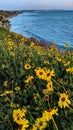 Daisies blooming Encinitas California #2. VERT