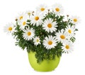 Daisies Blooming plant in a green plastic pot. Front view of daisy flower isolated on white background with clipping path. Spring