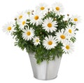 Daisies Blooming plant in metallic vintage bucket. Front view of daisy flower isolated on white background with clipping path.