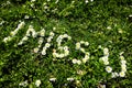 Daisy blossoms forming `I miss U` on green grass