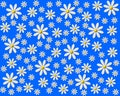 Daisies on blue