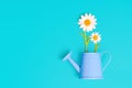 Daisies in a Blue Toy Watering Can on a Blue Background Royalty Free Stock Photo