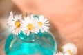 Daisies in a blue vase, chamomile Royalty Free Stock Photo