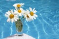 Daisies by Blue Water Royalty Free Stock Photo