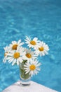 Daisies by Blue Water Royalty Free Stock Photo