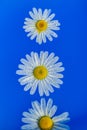 Daisies in blue water with drops of water. Chamomile buds on the surface of the water. Royalty Free Stock Photo