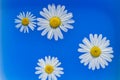 Daisies in blue water with drops of water. Chamomile buds on the surface of the water. Royalty Free Stock Photo