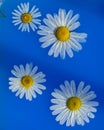 Daisies in blue water with drops of water. Chamomile buds on the surface of the water. Royalty Free Stock Photo