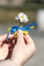 Daisies with blue yellow ribbons bow, Ukrainian flag colors in wonan hands. Love Ukraine, end the war. Independence day