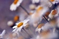 Daisies Blurred Background Royalty Free Stock Photo