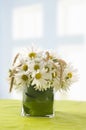 Daisies bouquet