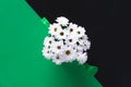 Daisies bouquet on a green and black background Royalty Free Stock Photo