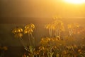 Daisies in bright warm evening sun Royalty Free Stock Photo